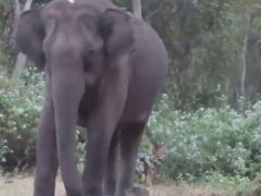 Любители природы сняли на видео не только слона, но и тигра