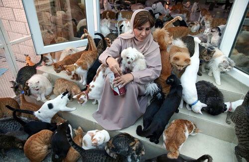 Любительница животных поселила у себя несколько сотен кошек