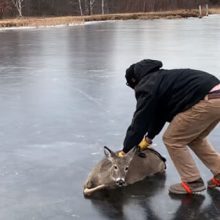 Чтобы спастись, оленю пришлось покататься по льду