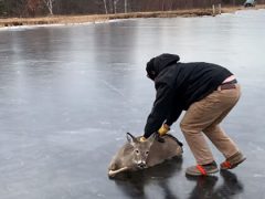 Чтобы спастись, оленю пришлось покататься по льду