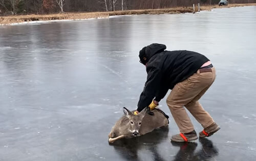 Чтобы спастись, оленю пришлось покататься по льду