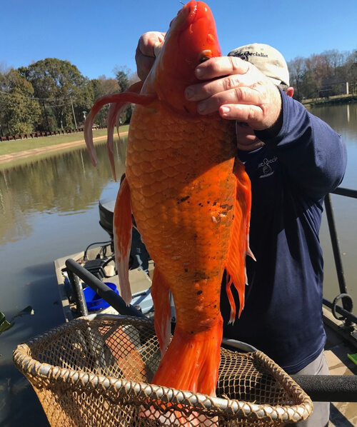 Исследователи обнаружили в озере гигантскую золотую рыбку