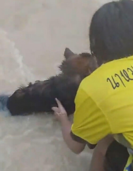 Люди сумели спасти пса, которого чуть не унесло бурным потоком
