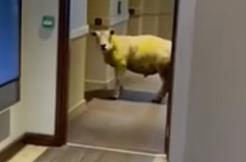 Овца пришла в отель и терпеливо поджидала лифт