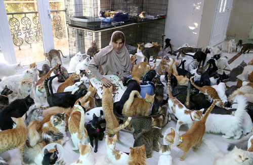 Любительница животных поселила у себя несколько сотен кошек