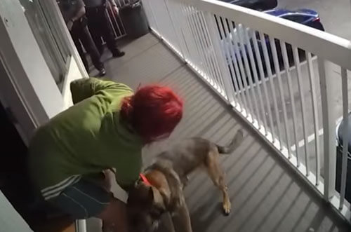 Собака, которую сбросили с балкона, чудом осталась жива