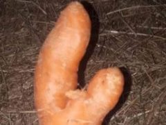 Попытавшись продать неприличную морковку, женщина убедилась, что чувство юмора есть не у всех