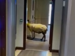 Овца пришла в отель и терпеливо поджидала лифт