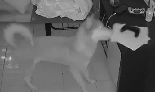 Камера видеонаблюдения подтвердила, что собаки действительно едят домашние задания