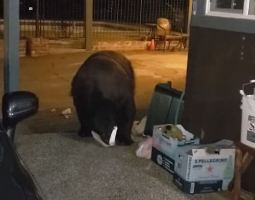 Медведь, копающийся в мусоре, оказался слишком незаметным
