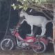 Коза влезла на мотоцикл, но так и не прокатилась