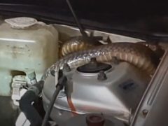 Змея решила спрятаться в двигателе машины, которая чуть её не сбила