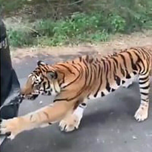 Тигр посчитал, что ему очень нужен автомобильный бампер