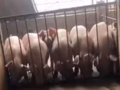 Свиньи объединились, чтобы совершить побег из «тюрьмы»