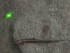 Лазерная указка пригодилась для игры с ящерицей