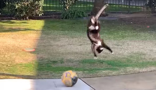 Ниндзя-кот любит играть в футбол