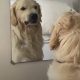 Чтобы научиться делать злое лицо, пёс тренируется перед зеркалом