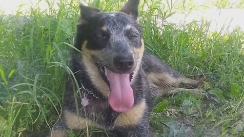 Собака, пропавшая вместе с угнанной машиной, вернулась к владелице через две недели