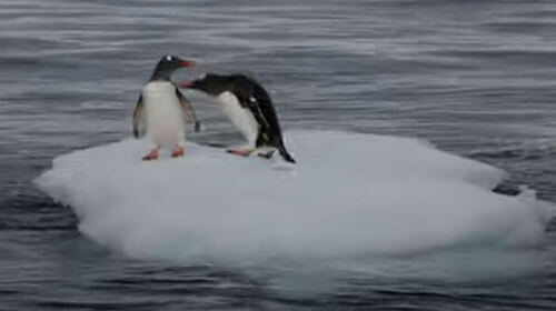 Пингвины не поделили кусок льда