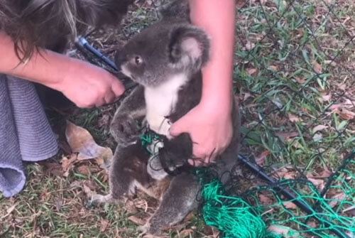 Неловкая коала запуталась в ограждении, но получила своевременную помощь