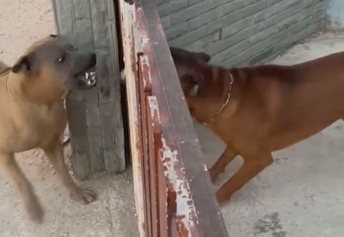 Собаки ненавидят друг друга только через забор