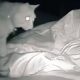 Хозяйка кота выяснила, почему она никогда не высыпается