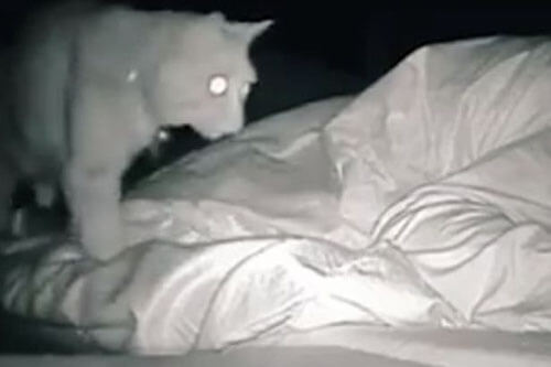 Хозяйка кота выяснила, почему она никогда не высыпается