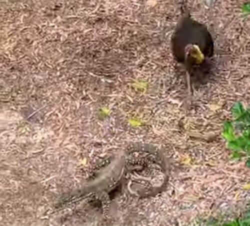 Чтобы защитить гнездо, индейка готова похоронить врага