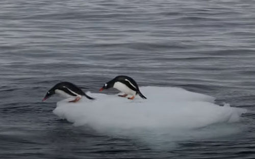 Пингвины не поделили кусок льда