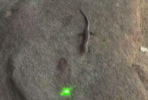 Лазерная указка пригодилась для игры с ящерицей
