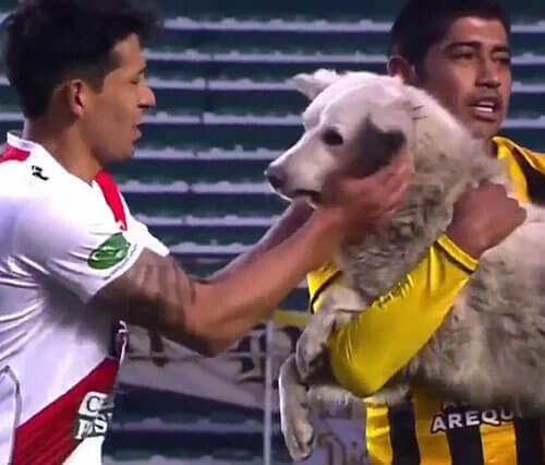 Собака не только прервала футбольный матч, но и нашла нового хозяина