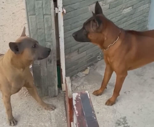 Собаки ненавидят друг друга только через забор