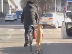 Во время прогулок собака сопровождает хозяина на самокате