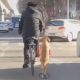 Во время прогулок собака сопровождает хозяина на самокате