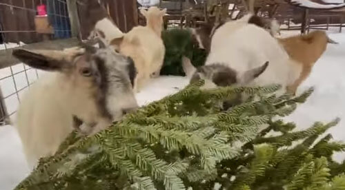 Людей просят не выбрасывать праздничные ёлки, а пожертвовать их козам