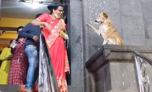Бездомная собака ежедневно приходит к храму, чтобы приветствовать верующих