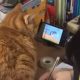 Кошка развлекается просмотром мультфильмов, пока хозяин занят домашним заданием
