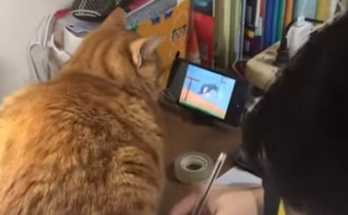 Кошка развлекается просмотром мультфильмов, пока хозяин занят домашним заданием