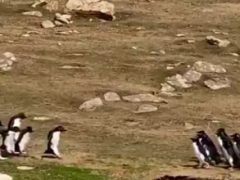 Две компании пингвинов остановились ради интересной беседы