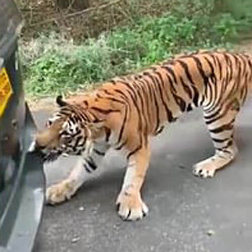 Тигр посчитал, что ему очень нужен автомобильный бампер