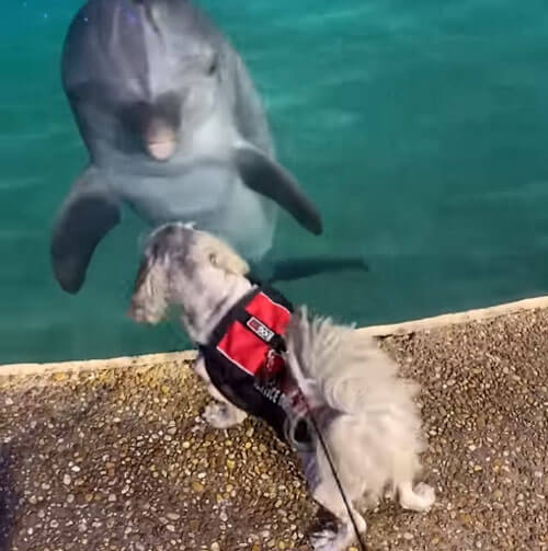 Знакомство с дельфинами поразило собаку