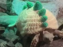 Черепахам, живущим в зоопарке, связали свитеры