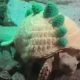 Черепахам, живущим в зоопарке, связали свитеры