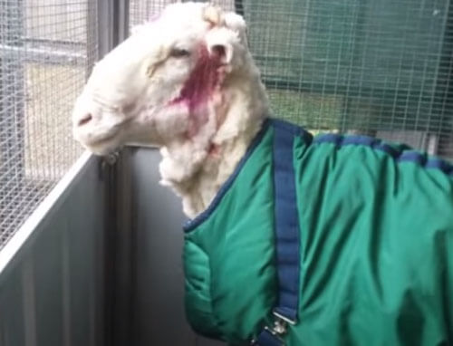 После стрижки одичавшая овца лишилась 35 килограммов шерсти