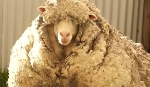 После стрижки одичавшая овца лишилась 35 килограммов шерсти