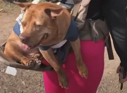 Пожилая собака, получившая возможность ходить в походы, не перестаёт улыбаться