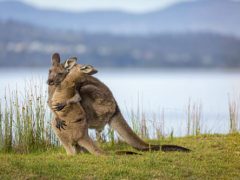 Мама-кенгуру, нежно обнимающая детёныша, тронула сердца людей