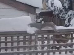 Белка возомнила себя снегоуборочной машиной