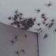 Спасаясь от плохой погоды, пауки захватили спальню
