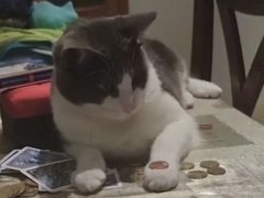Кот успешно освоил трюк с монеткой, чем обрадовал хозяина